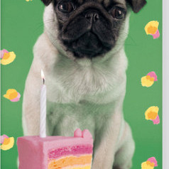 Verjaardagskalender Interstat Rachael Hale Hond