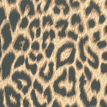 cadeaupapier 50cm dessin 998 panter 200 meter